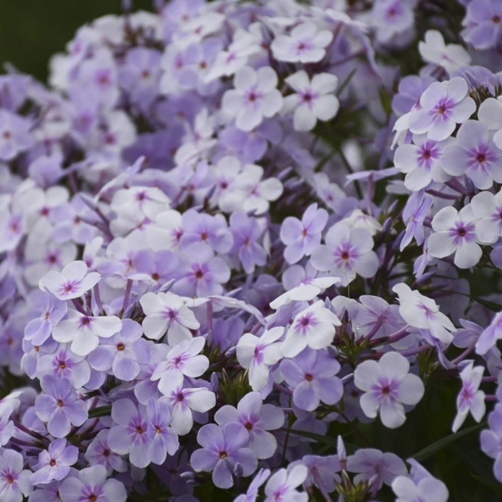 Assorted Tall Phlox. 10 plants for $20